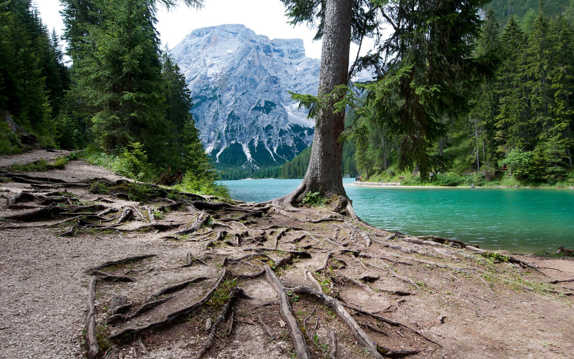 lake mountain forest tree the roots italy