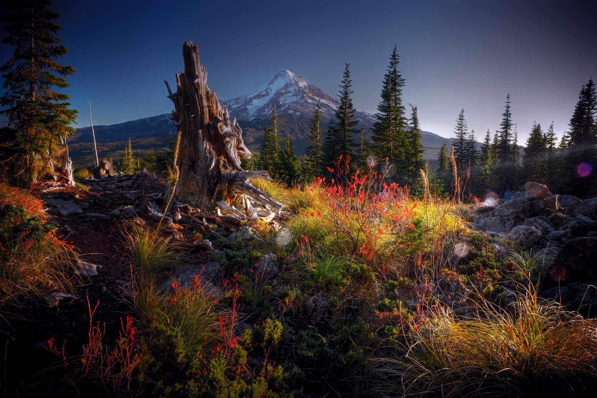 mountain forest snag bush grass stones reflections night