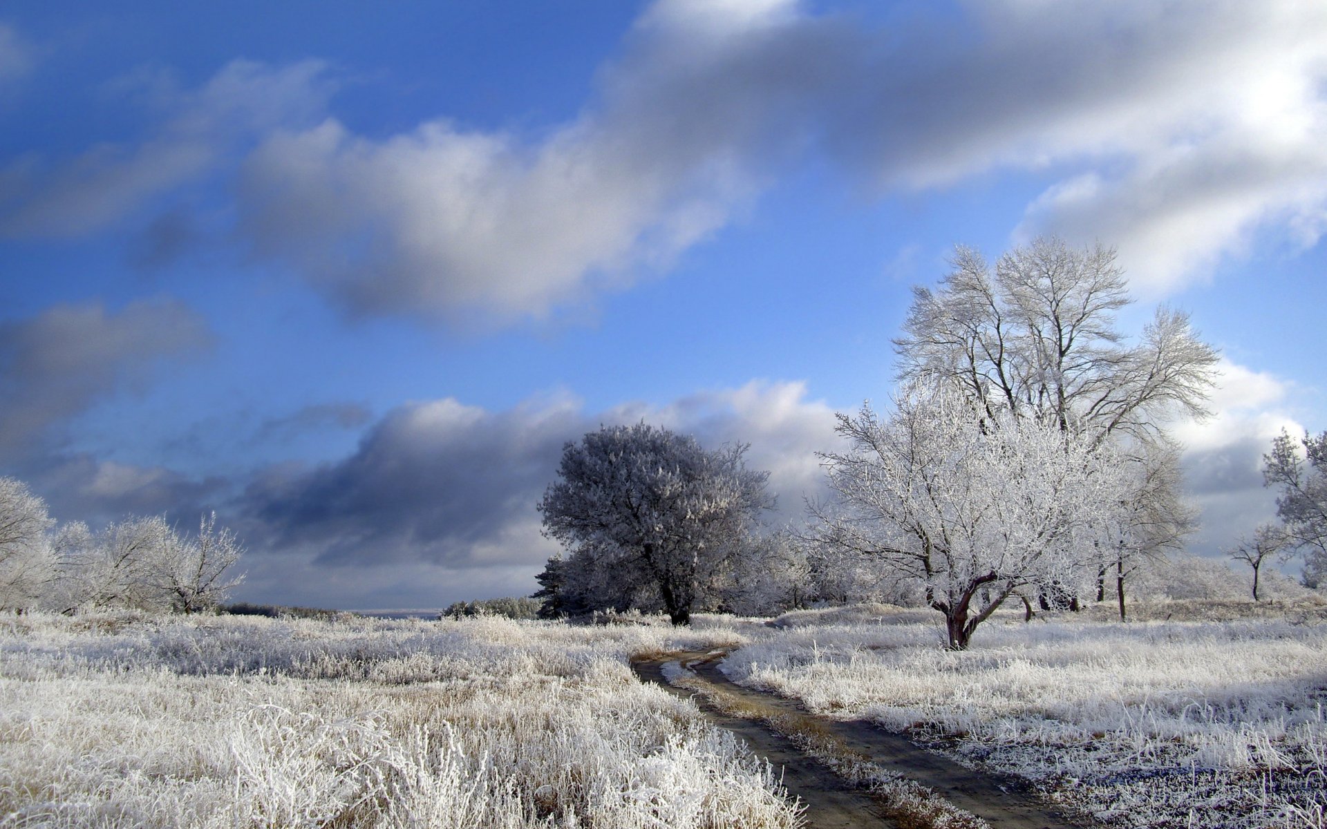 winter the field road tree