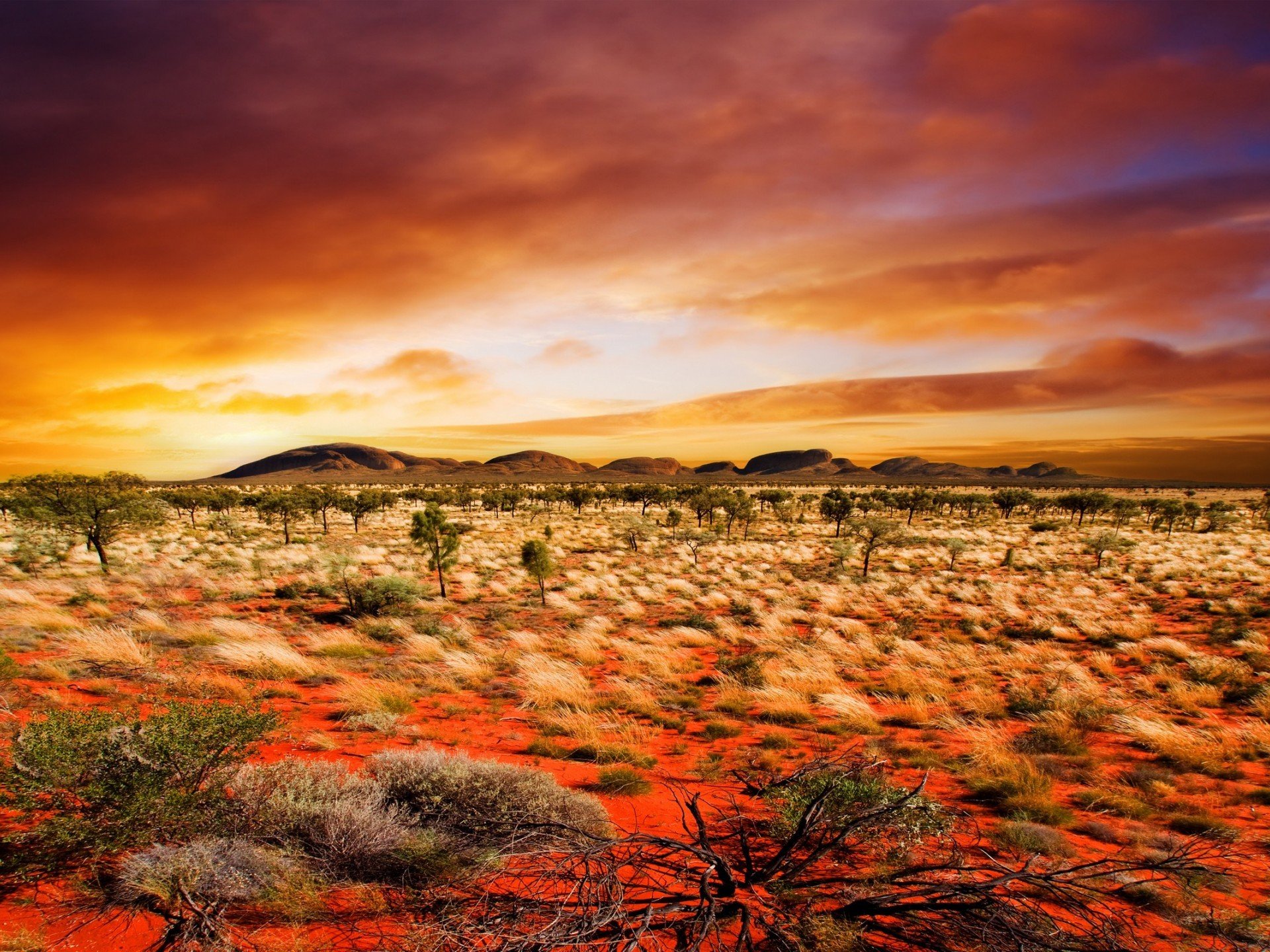 desert plants nature orange background