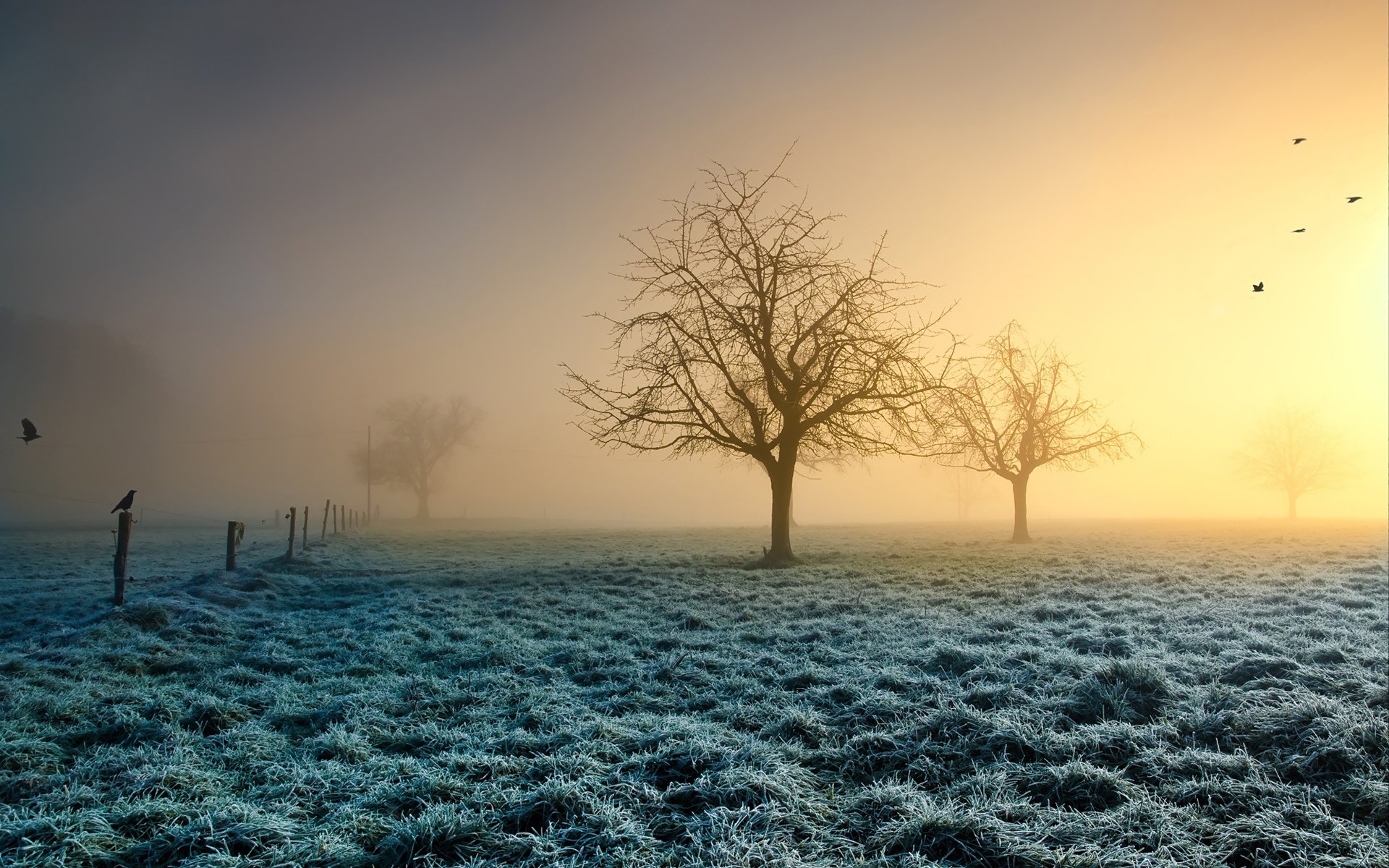 bäume gras frost vögel sonne