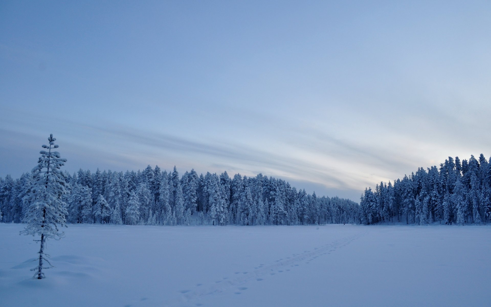 hiver champ neige arbres