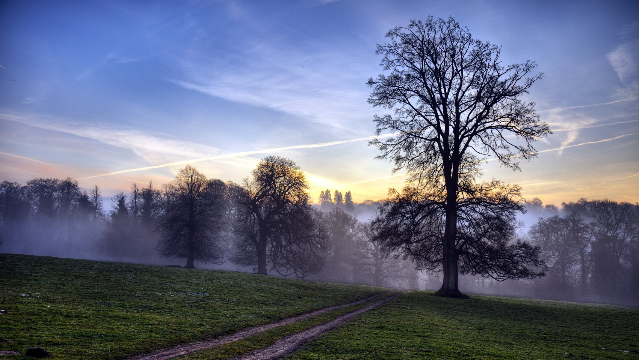 road the field tree sunset landscape