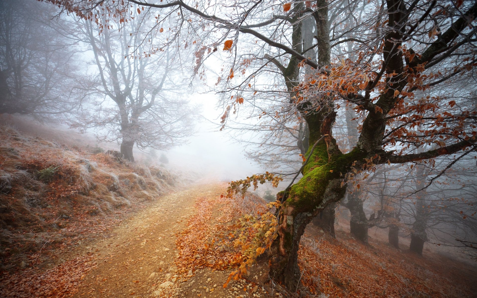 congelado bosque