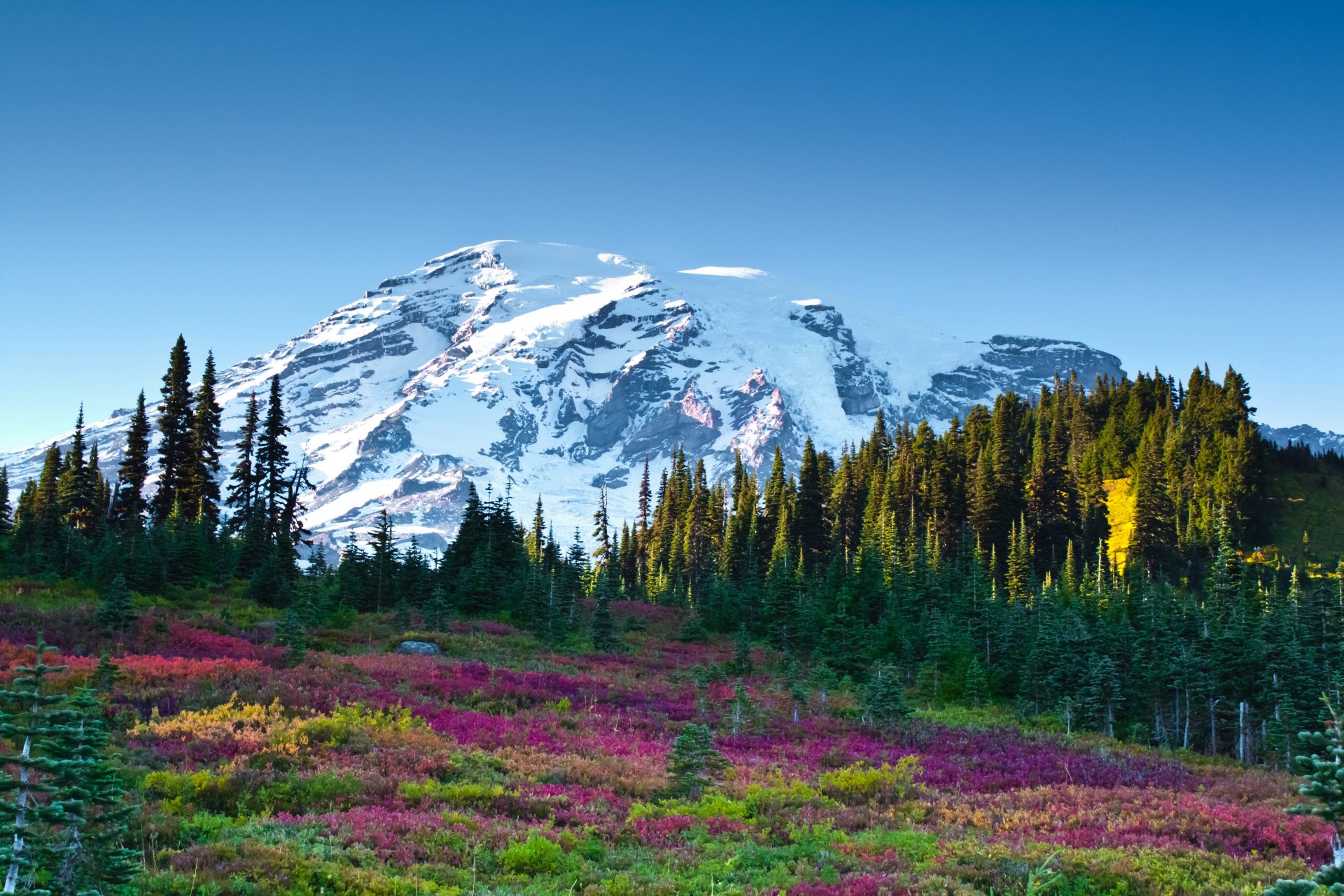 mountain sky flower forest