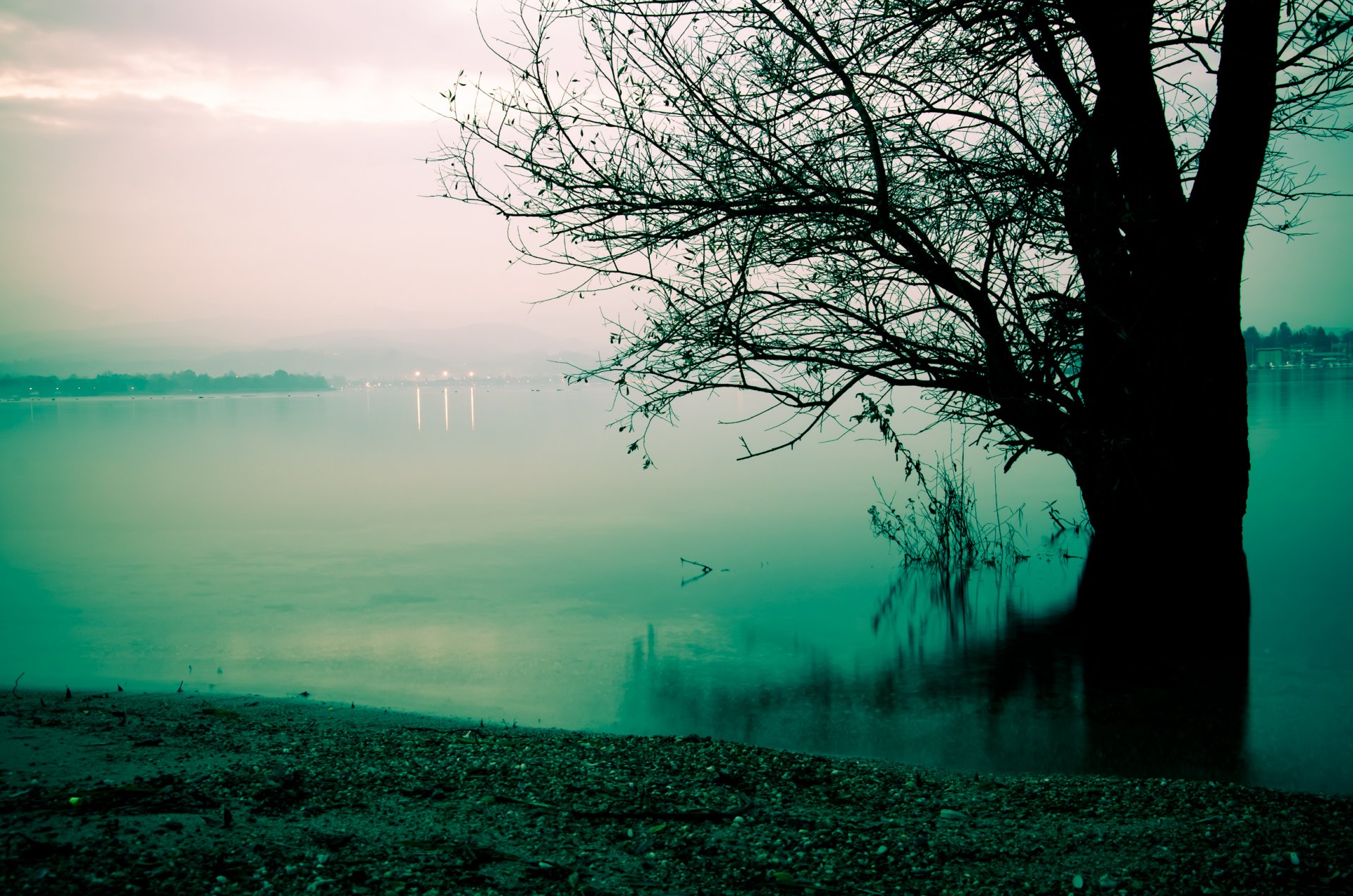 fog lake morning tree beach