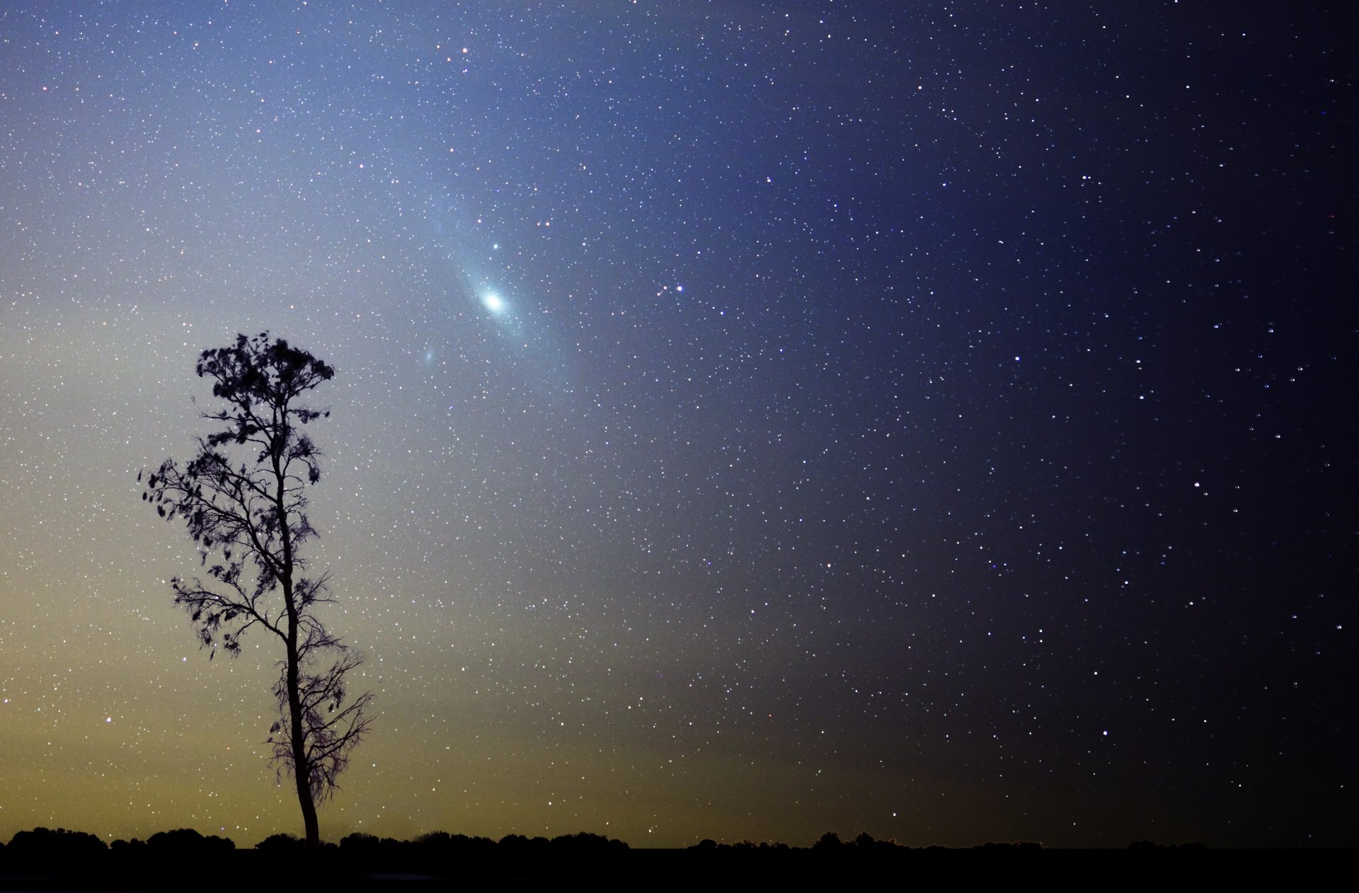 galaxie m31 andromède étoiles arbre