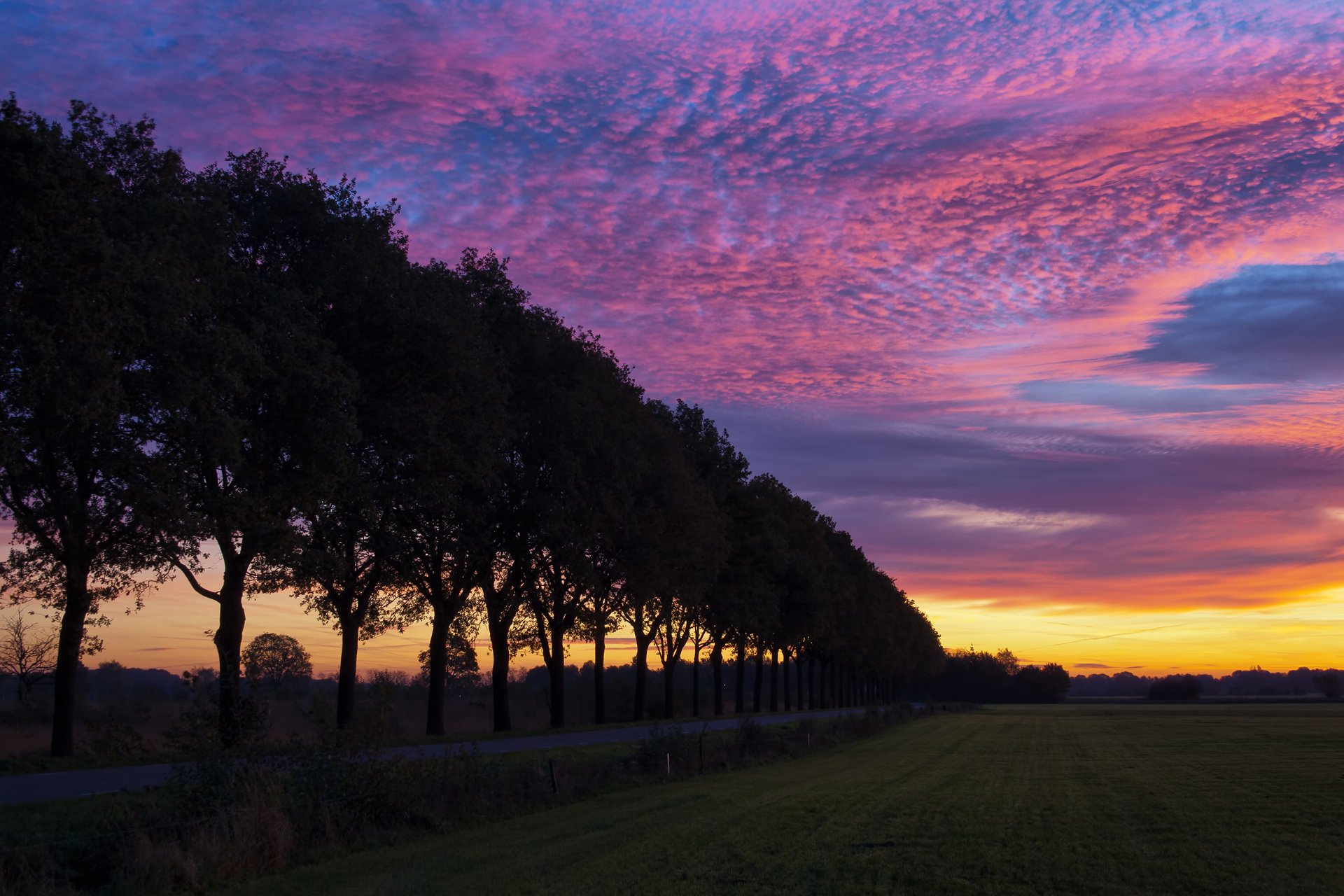 alberi campo sera tramonto