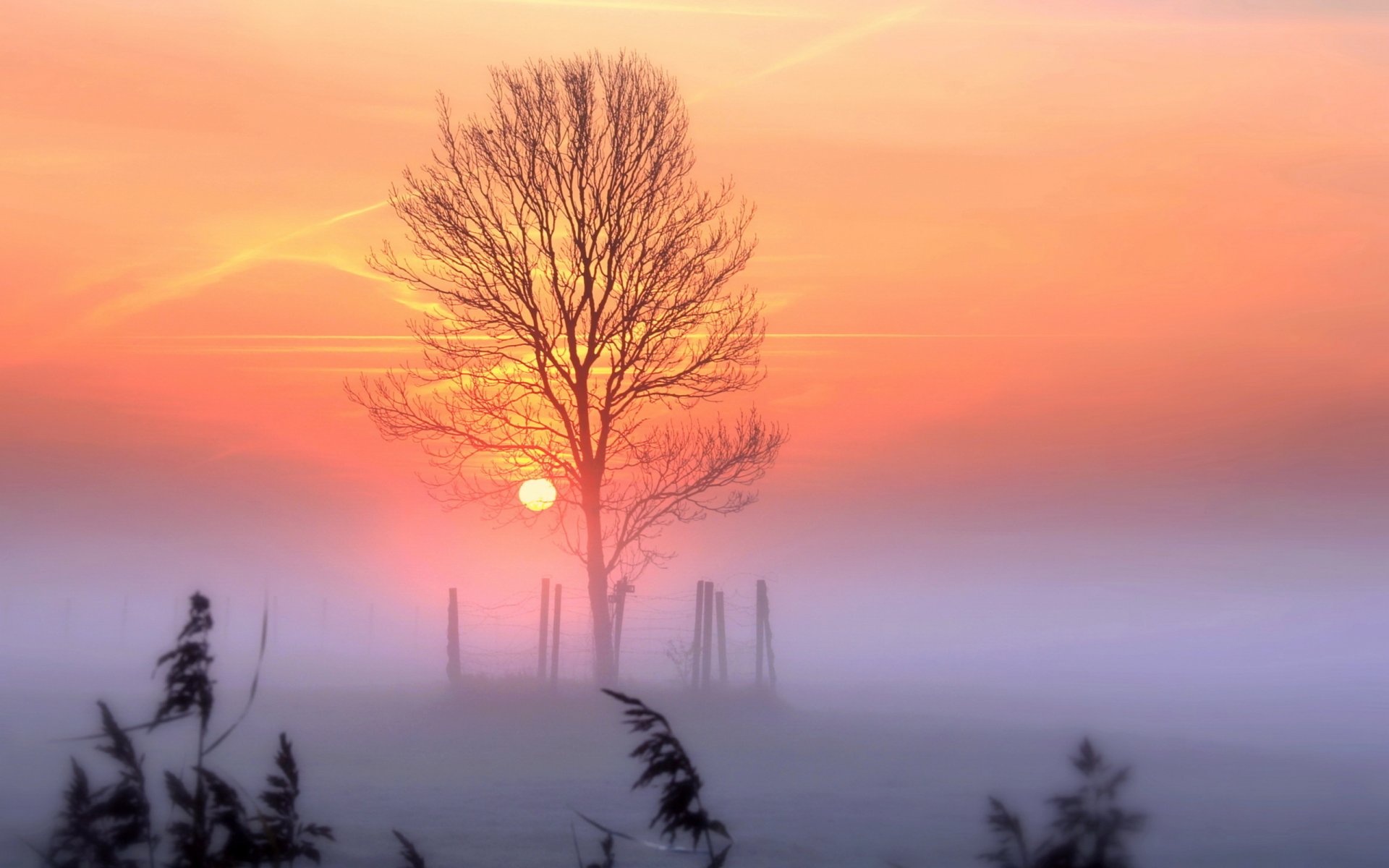 coucher de soleil ciel arbre paysage