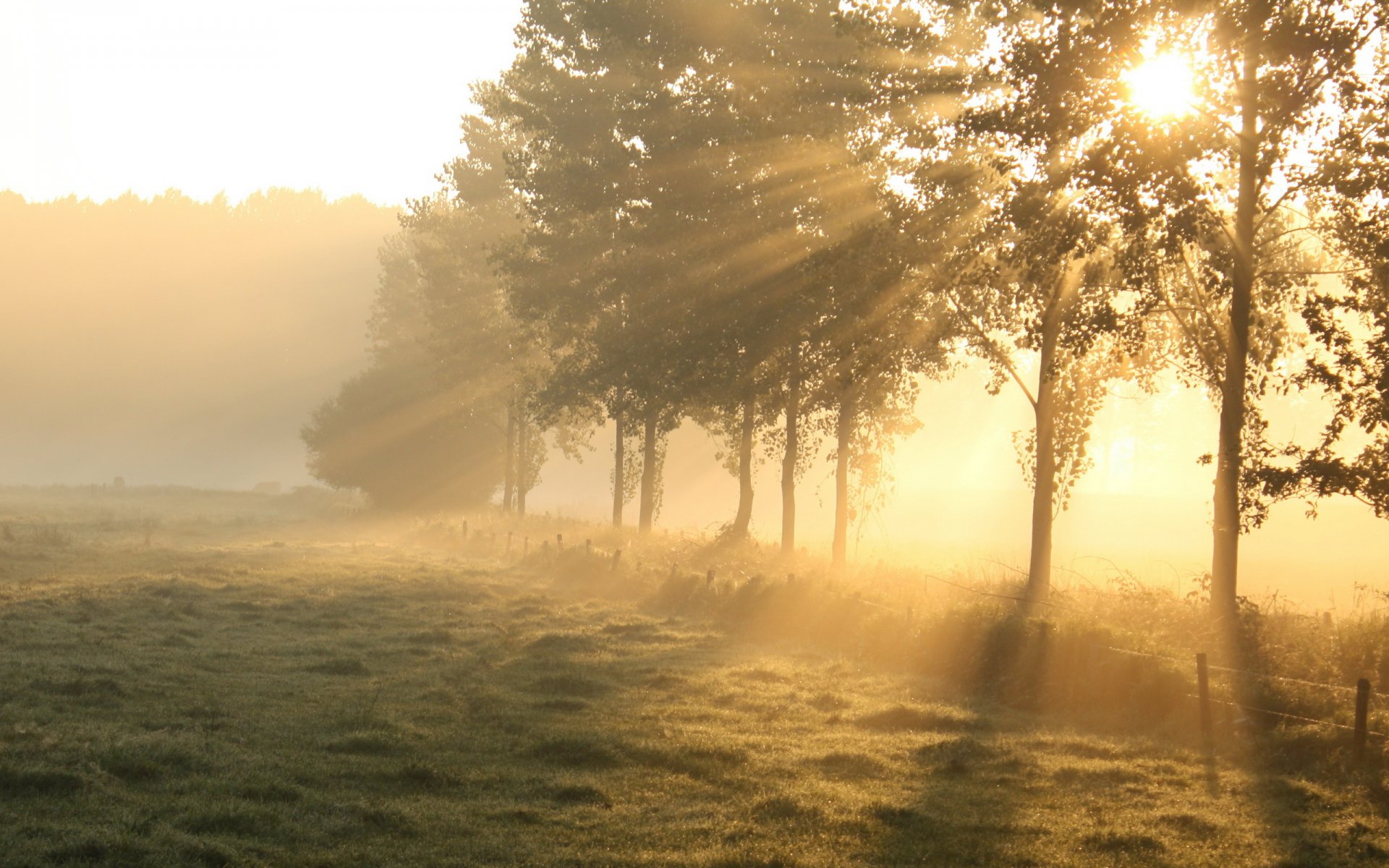 matin champ arbres lumière