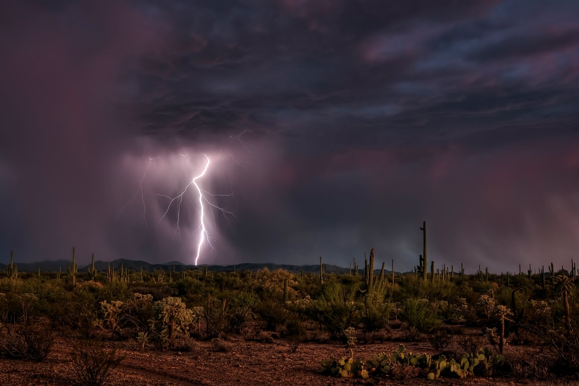 deserto cielo notte cactus fulmine