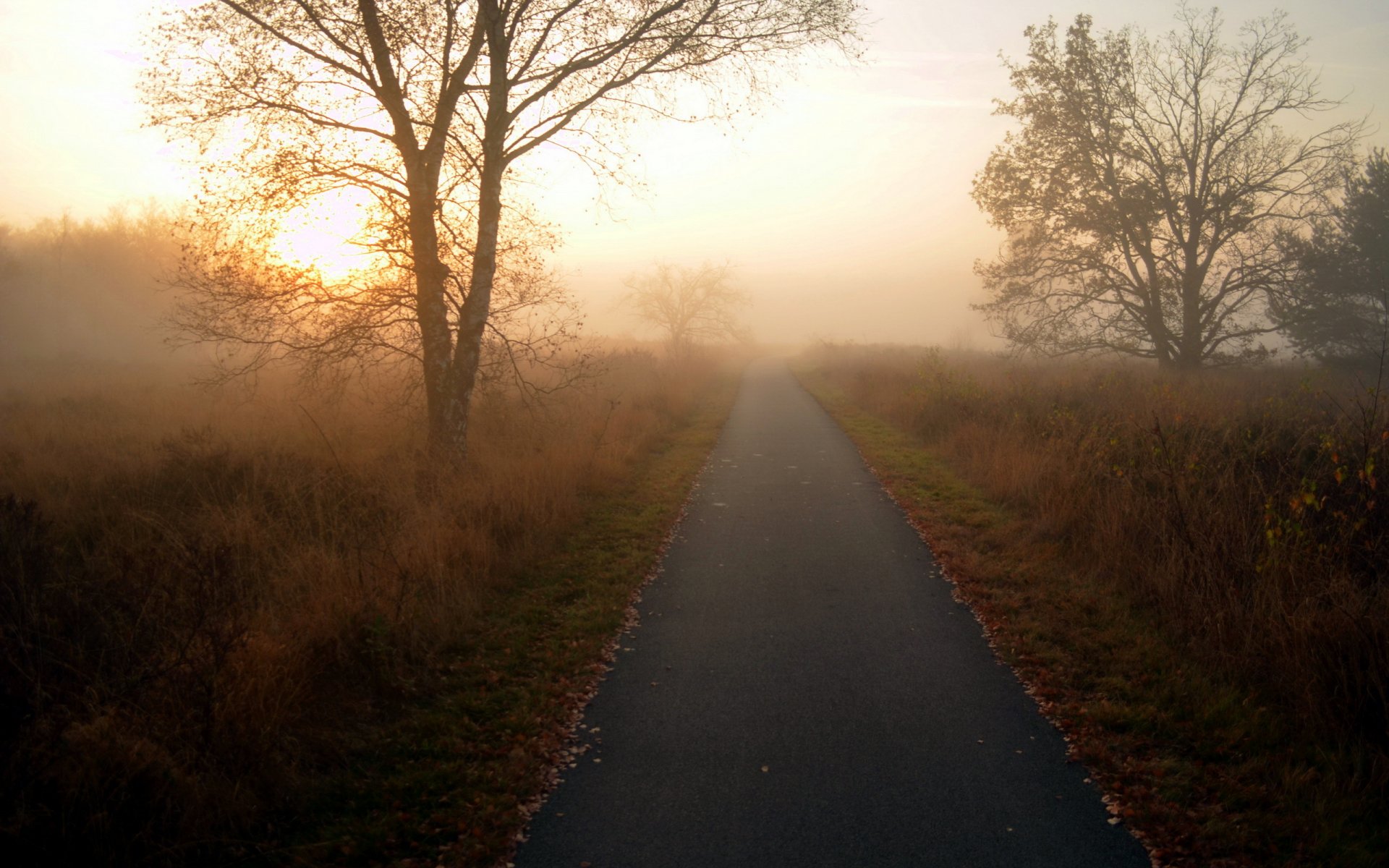 matin arbres route paysage nature