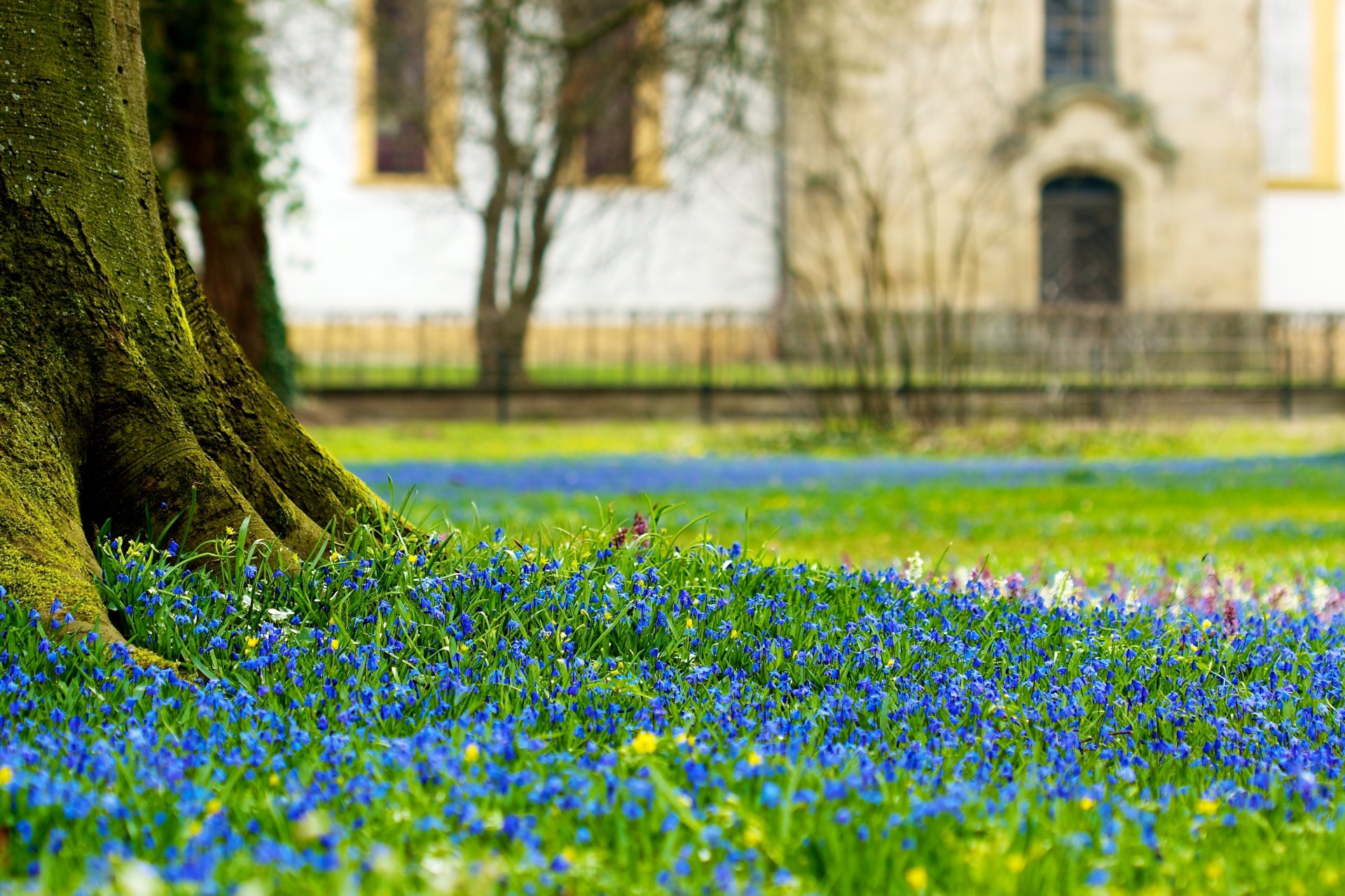 lichtung blumen schloss schillenblumen