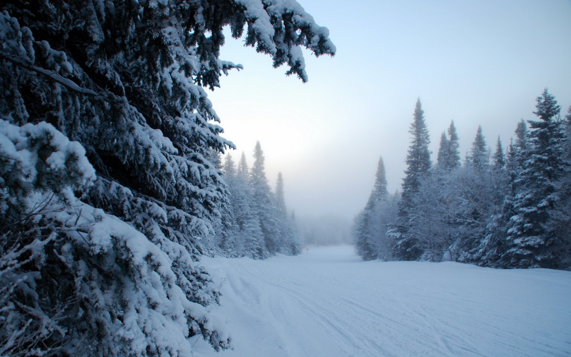 winter nebel schnee bäume