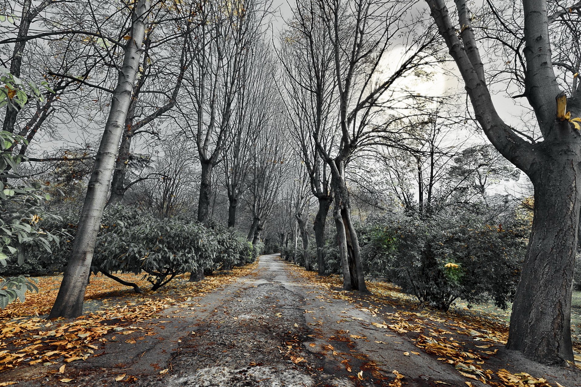 route arbres automne paysage