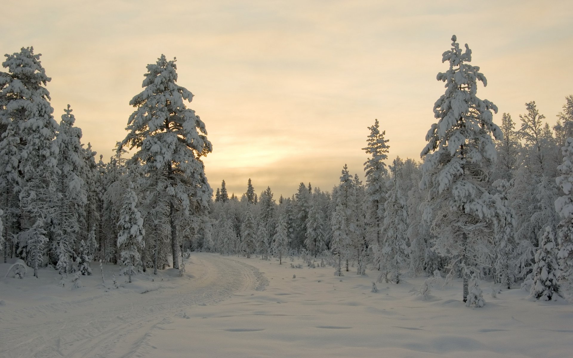 hiver coucher de soleil arbres neige