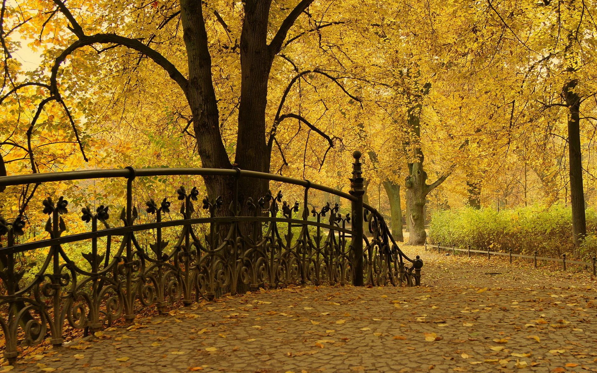 park herbst bäume blätter