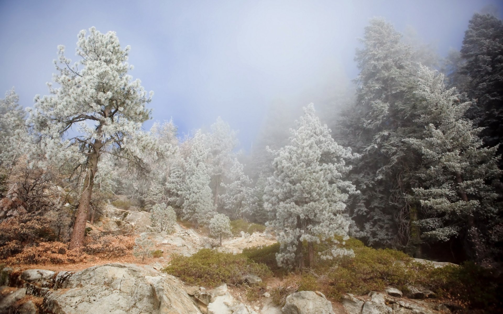 montagnes arbres brouillard nature paysage