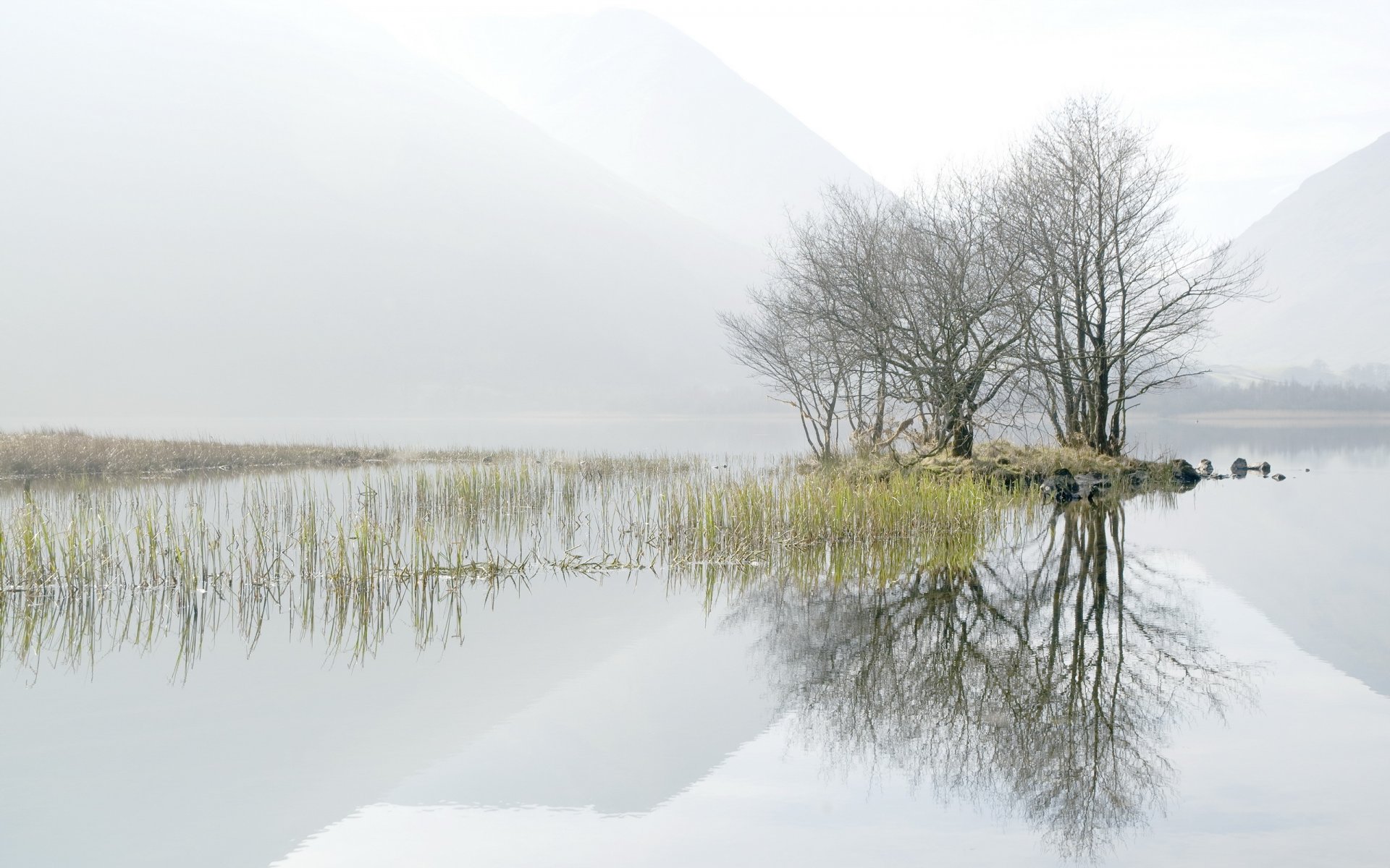 morgen see nebel bäume landschaft