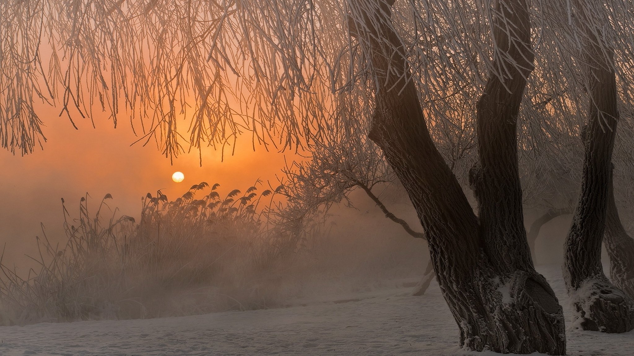 hiver brouillard neige arbre lever du soleil