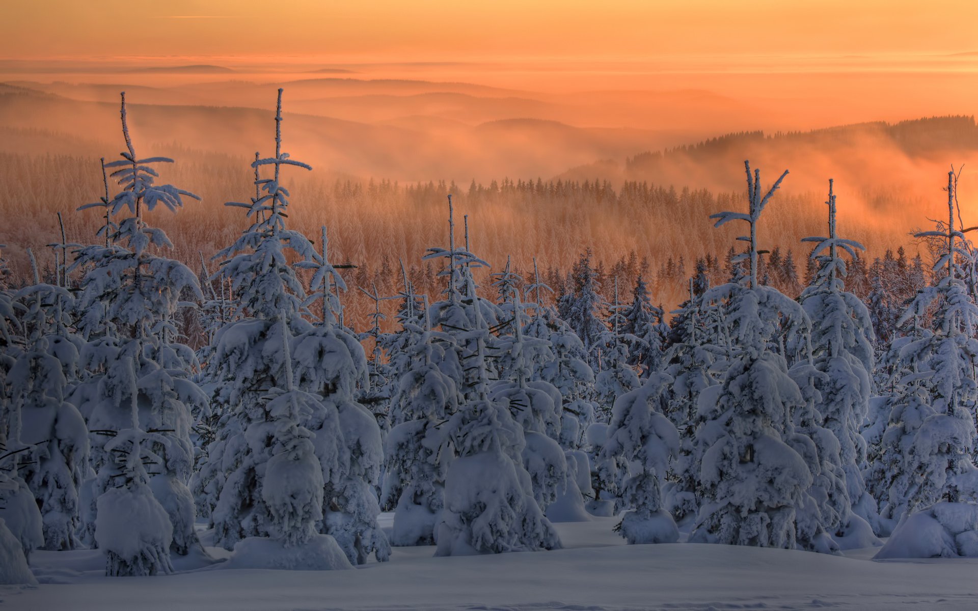 inverno neve abete albero di natale foresta nebbia tramonto crepuscolo