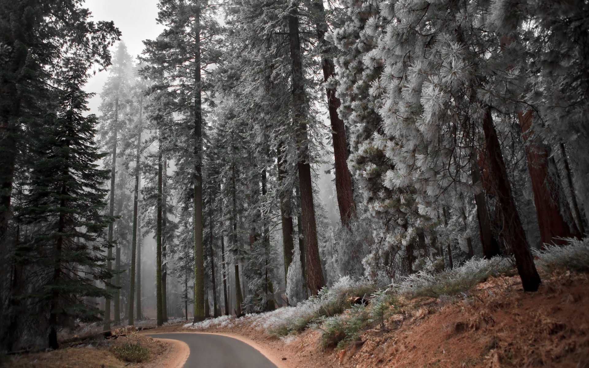 foresta strada alberi paesaggio