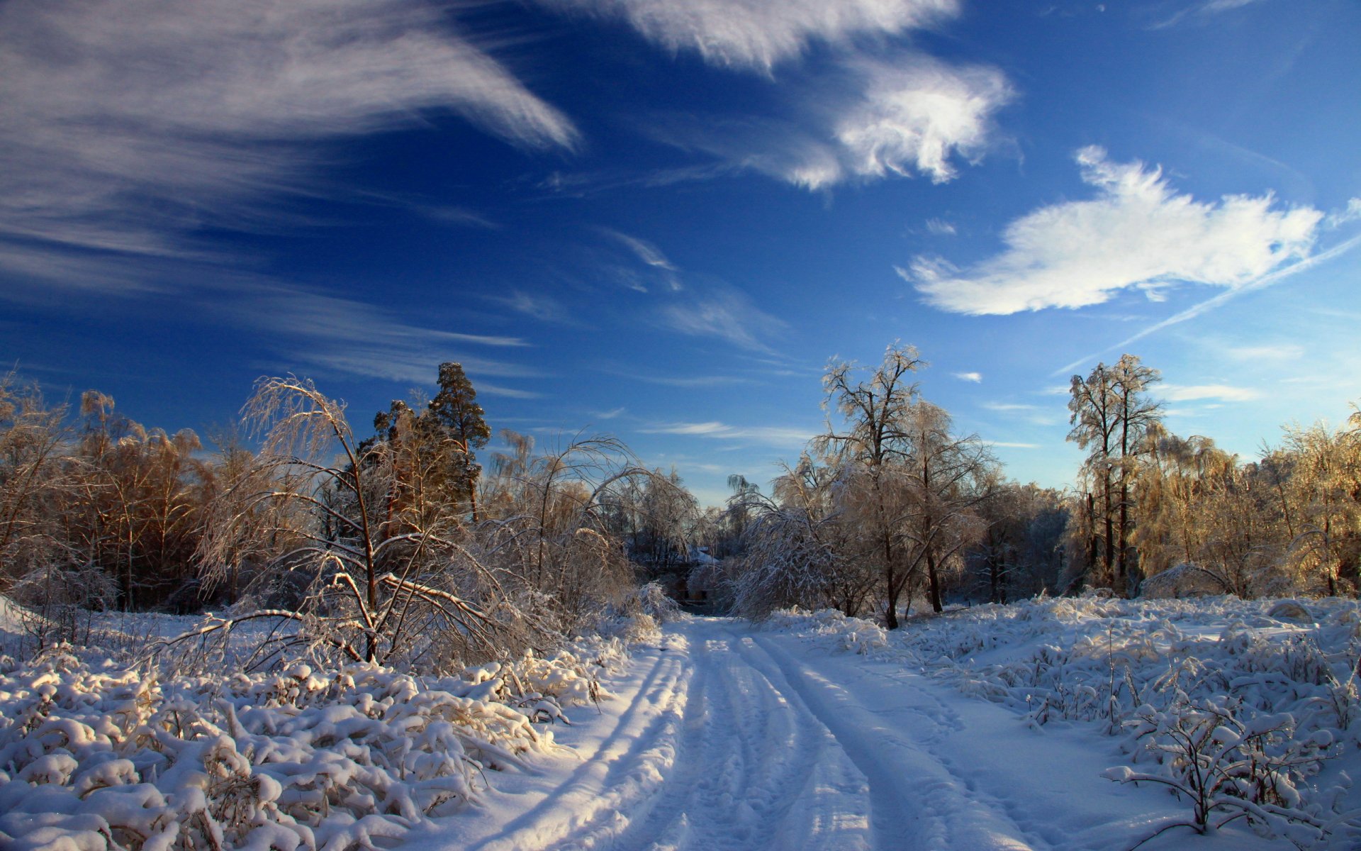 hiver neige forêt