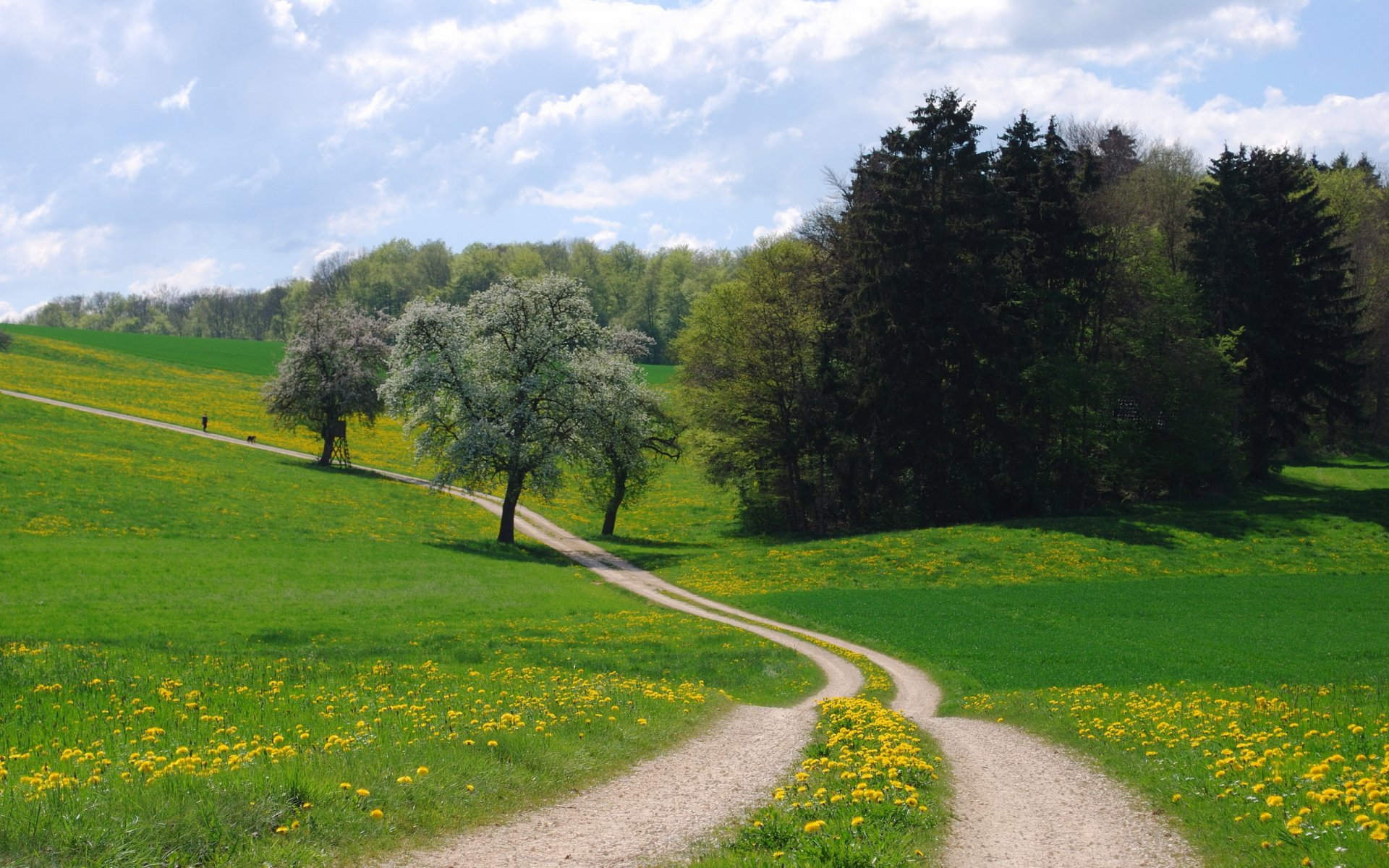 ummer the field road landscape