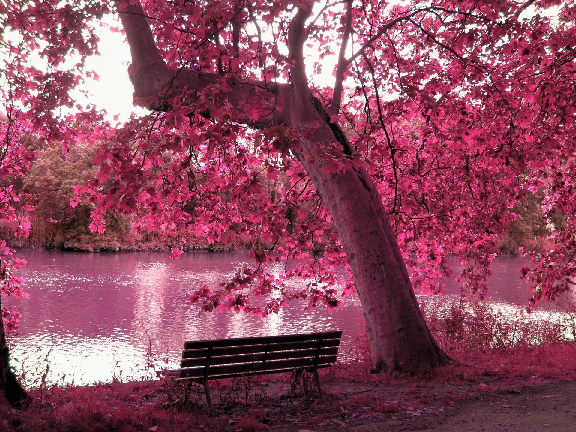 lago stagno foresta albero panchina panchina rami foglie autunno rosa fogliame