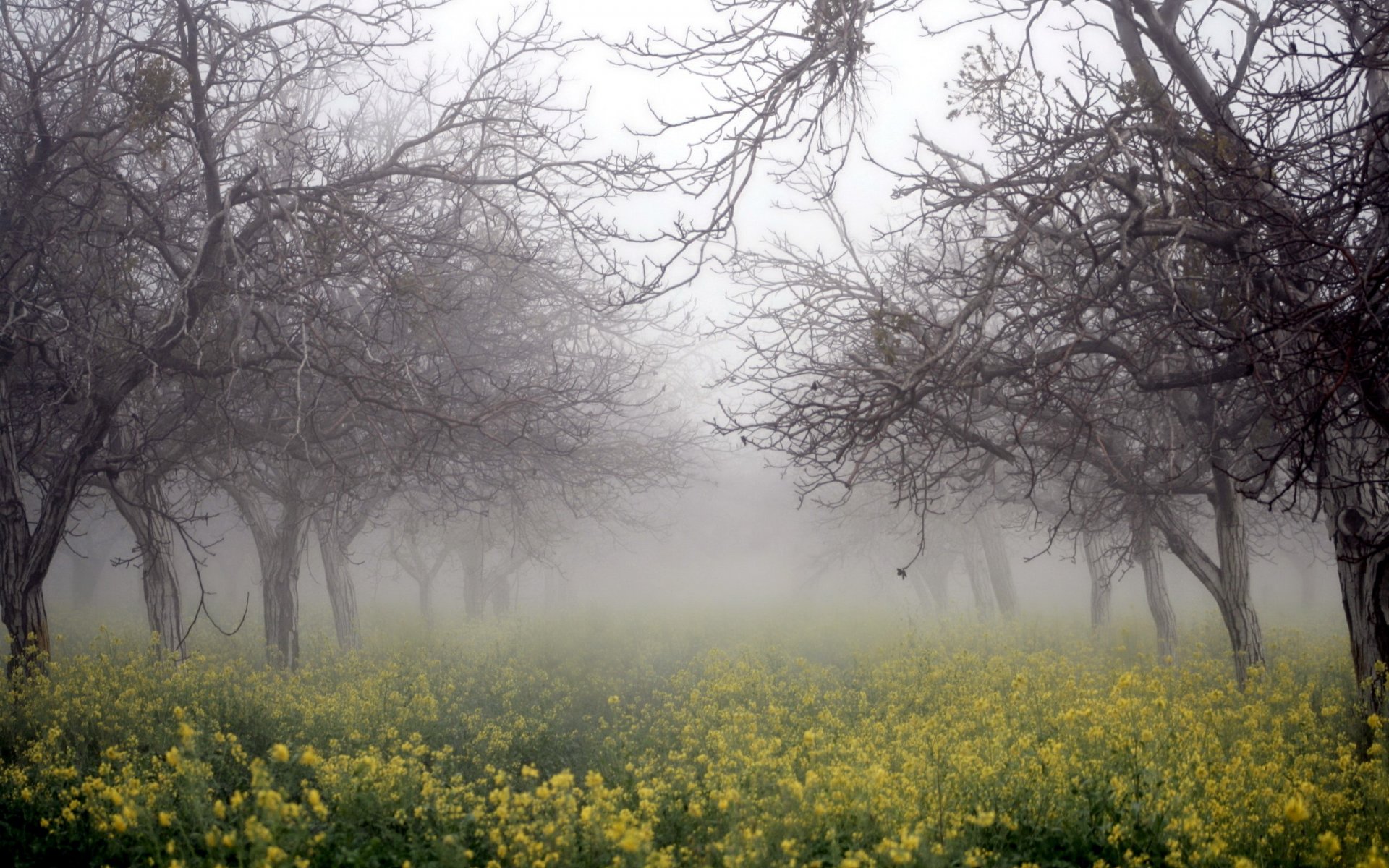 árboles niebla colza naturaleza