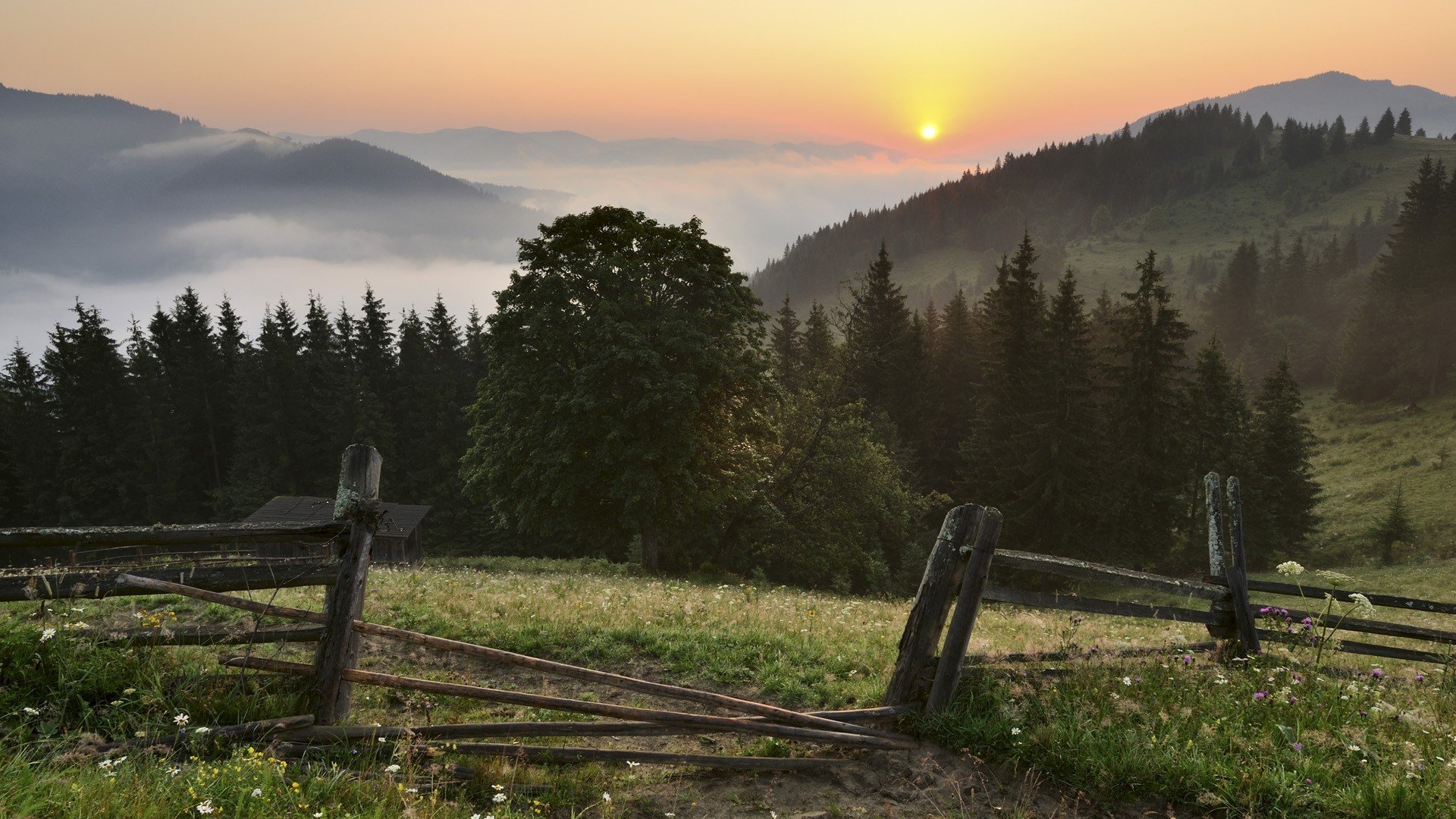 ukraine karpati ukraine carpates montagnes forêt clôture herbe fleurs paysage coucher de soleil soleil ciel nuages brouillard arbres