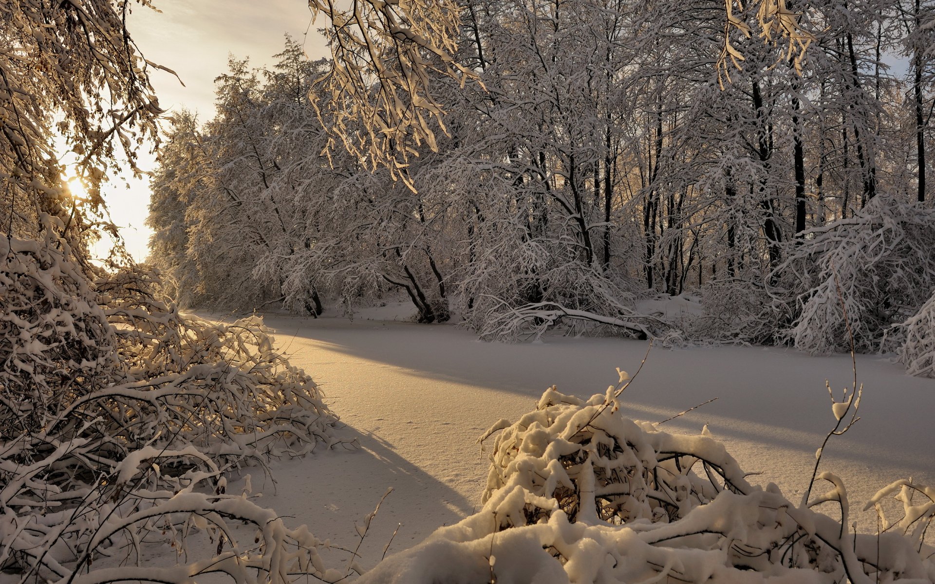 inverno foresta neve alberi