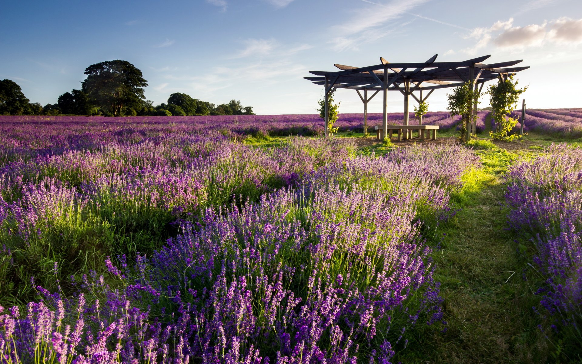 campo lavanda corpo di guardia paesaggio