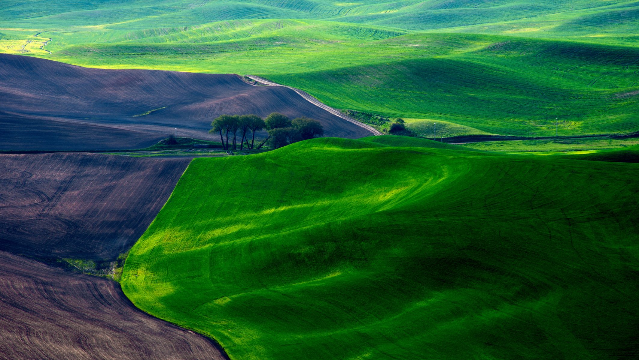 campo campi terra erba tappeti primavera