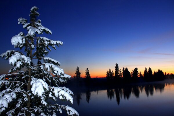 A snow-covered Christmas tree against the background of water and a red sunset