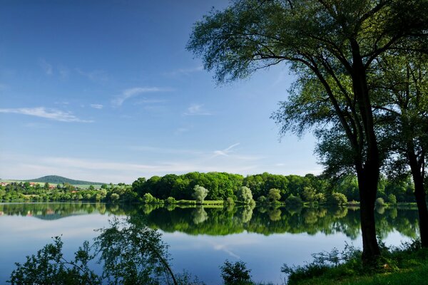 Fluffy greenery on the shore of a blue pond