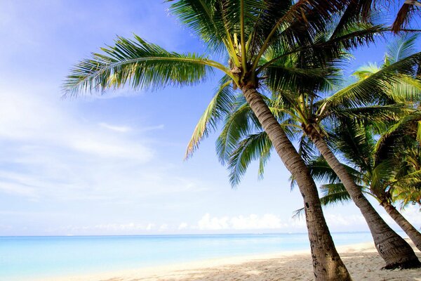 Wyspa Palm morze i Ocean