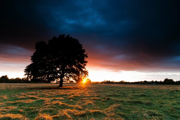 Arbre dans le champ au coucher du soleil