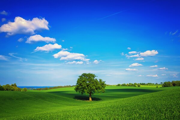 A lonely tree in a green field against a blue sky