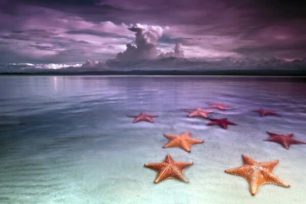 Grandes estrellas de mar en agua de mar transparente