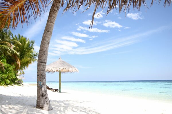 Maldives coast with white sand, azure water and palm tree