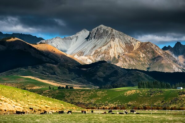 Berge und Felder mit weidenden Tieren