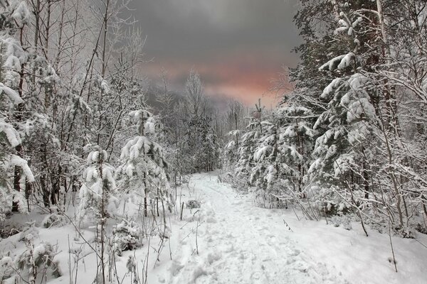 A well-trodden path through the winter forest