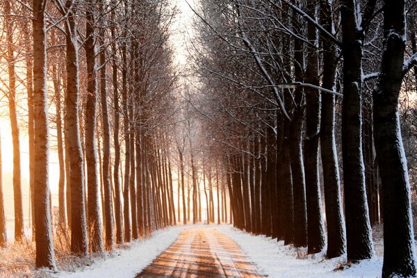 Árboles altos y delgados a lo largo de un camino cubierto de nieve