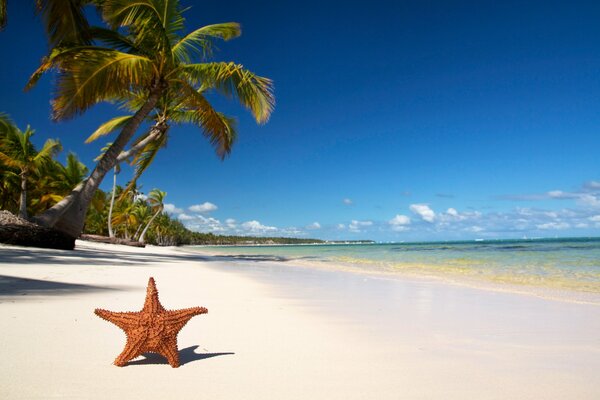 Estrella de mar en la arena blanca junto al mar