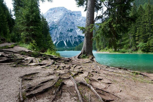 Bosque en Italia mezclado con montañas