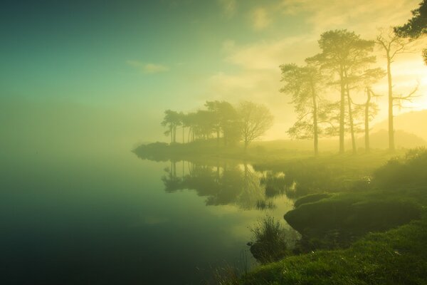 Brouillard sur la rive de la forêt