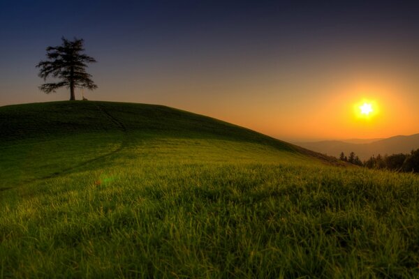Large-format wallpaper with a landscape depicting the sun, a tree and grass