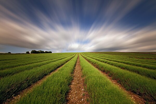 An aged photo with a field