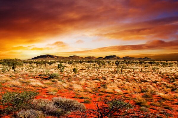 Plantas increíbles en el desierto